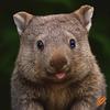 WhiskeyWombat